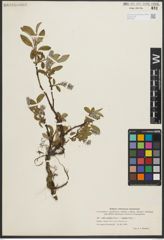 Foto von Salix pulchra Cham. x Salix repens L.